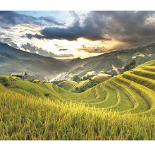 Wandtuch Sawah 300x250 cm