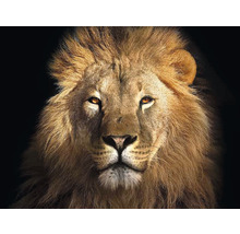 Wandtuch Löwe 250x190 cm