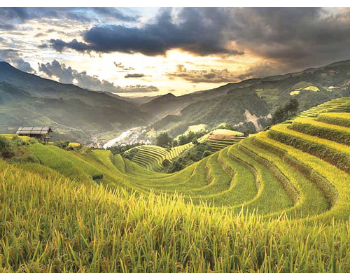 Landschaft mit Reisfeldern in Hanglage und Haus