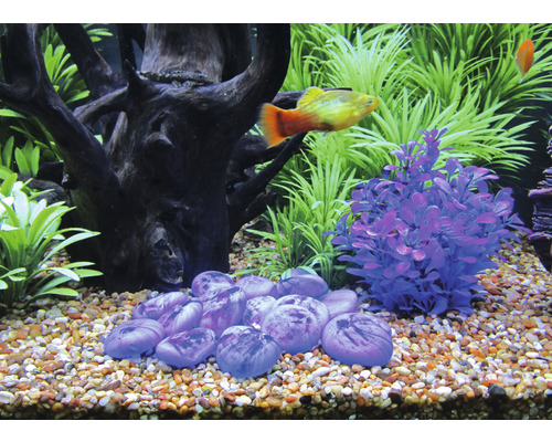 Dekoratives Aquarium mit Steinen, Pflanzen und Zierfisch