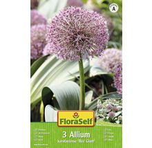 Blumenzwiebeln FloraSelf® Zierlauch 'Red Giant' 3 Stk.