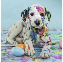 Leinwandbild colorful dog 30x30 cm