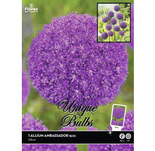 Zierlauch Ambassador Blumenzwiebel
