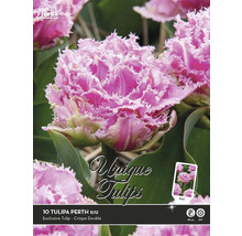 Verpackung mit zehn Tulipa Perth Blumenzwiebeln