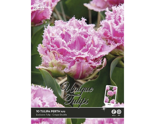 Blumenzwiebeln Tulpen 'Perth' 11/12 10 Stk.