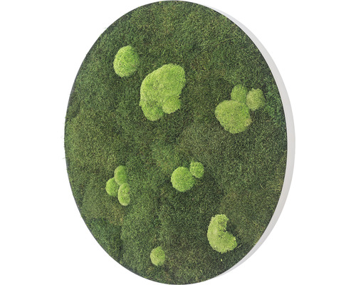 Runde Moosbilddekoration mit verschiedenen Moosarten