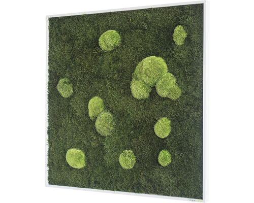 Moosbild mit Rahmen und Mooskugeln
