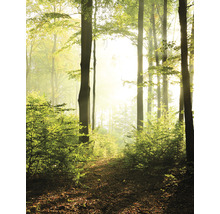 Waldweg mit Bäumen und Laub