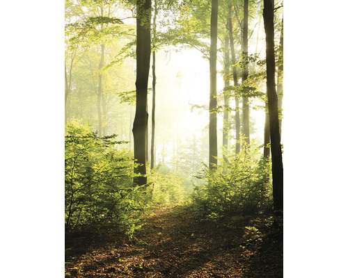 Fototapete Vlies 47221 Smart Art Easy Wald 4-tlg. 212 x 270 cm Waldweg mit Bäumen und Laub