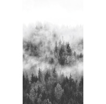 Nebel über einem Wald mit Nadelbäumen