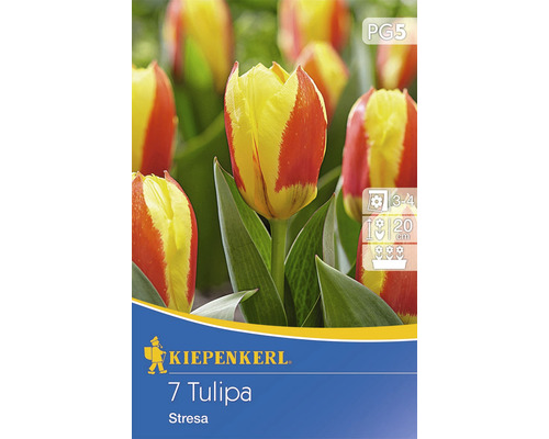 Tulpe 'Stresa' Blumenzwiebeln 7 Stk.