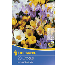 Kiepenkerl Logo, Packung mit 20 Krokus Chrysanthus Mischung Blumenzwiebeln
