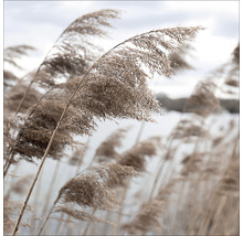 Schilfgras im Wind
