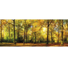 Herbstlicher Wald mit Bäumen und fallenden Blättern