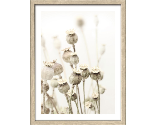Gerahmtes Bild Dried Poppies 33x43 cm