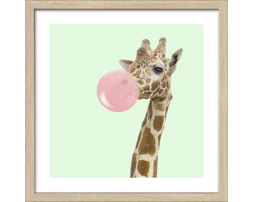 Gerahmtes Bild Giraffe chewing gum 33x33 cm