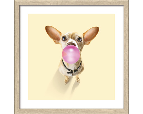 Gerahmtes Bild Dogs chewing gum I 33x33 cm
