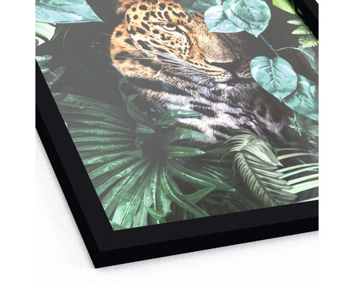 cm Bild in | HORNBACH jungle 33x43 Jaguar Gerahmtes