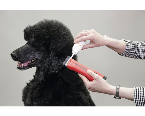 Hundepflege mit einer Fellschneidemaschine an einem schwarzen Pudel