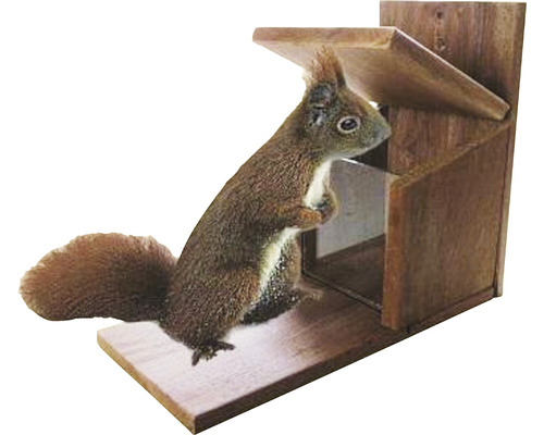 Eichhörnchen an einem Futterhaus aus Holz