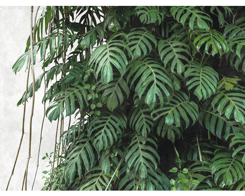 Fototapete Vlies 38241-1 The Wall Monstera 3D 7-tlg. 371 x 280 cm Fototapete Vlies 38241-1 The Wall Monstera 3D 7-tlg. 371 x 280 cm
