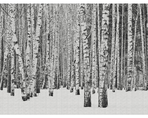 Fototapete Vlies 38259-1 The Wall Birkenwald im Schnee 7-tlg. 371 x 280 cm
