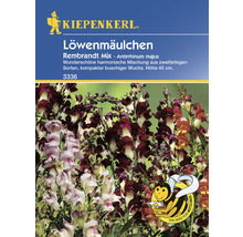Löwenmäulchen 'Rembrandt' Kiepenkerl Blumensamen-thumb-0
