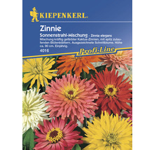 Zinnie Sonnenstrahl-Mischung Blumensamen-thumb-0