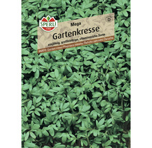 Gartenkresse Mega Sperli Samenfestes Saatgut Kräutersamen