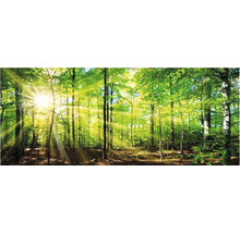 Heller Wald mit Bäumen und Sonnenlicht