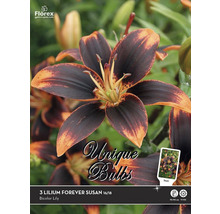 Blumenzwiebeln Unique Lilie 'Forever Susan' 3 Stk.