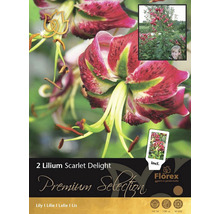 Verpackung mit zwei Lilien Scarlet Delight Blumenzwiebeln