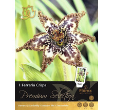 Blumenzwiebel Seestern-Lilie 'Ferraria crispa' Premium Selection 1 Stk