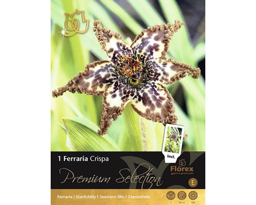 Blumenzwiebel Seestern-Lilie 'Ferraria crispa' Premium Selection 1 Stk