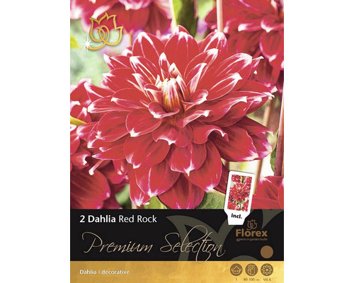 Blumenzwiebel Dahlia 'Red Rock' 2 Stk