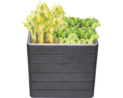 Hochbeet mit Salat und Sellerie