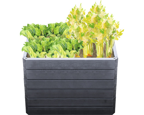 Hochbeet mit Salat und Sellerie