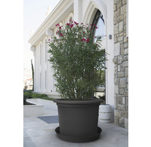 Untersetzer Primavera Kunststoff Ø 60 cm H 7,5 cm anthrazit