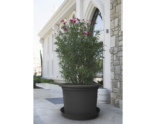 Großer Pflanztopf mit Pflanze auf einer Terrasse vor einem Gebäude.