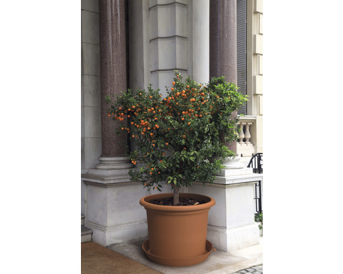 Mandarinenbaum in einem Pflanzgefäß aus Kunststoff