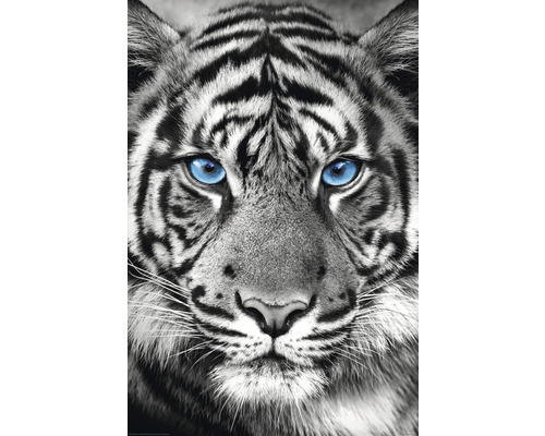 Maxiposter Tiger Blue Eyes 61x91,5 cm