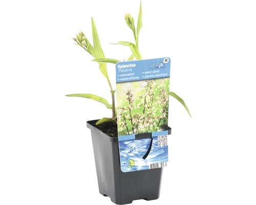 Sumpf-Sitter Pflanze im Topf