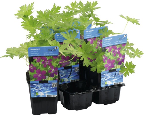 Sumpf-Storchschnabel als Wasserpflanze im Topf