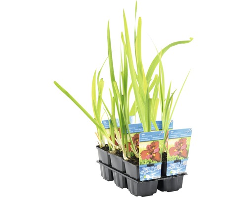 Wasseriris-Pflanzen in einem schwarzen Kunststoffbehälter