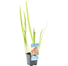 Iris im Topf mit Pflanzenetikett