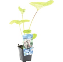 Pestwurz Hybrid im Topf als Wasserpflanze