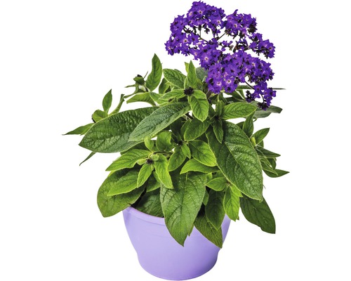 Heliotrop Pflanze in Topf