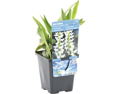 Wasserpflanze Spiranthes cernua ''Chadds Ford'' im Topf