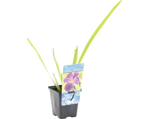 Iris im Topf, eine Sumpfpflanze für den Gartenteich