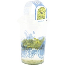 Gemeiner Schwimmfarn FloraSelf Salvinia natans H 2-5 cm Co 1 L